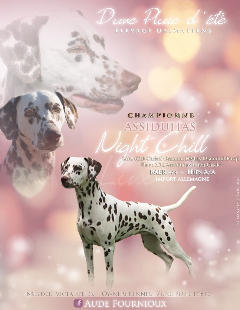 CH. assiduitas Night chill