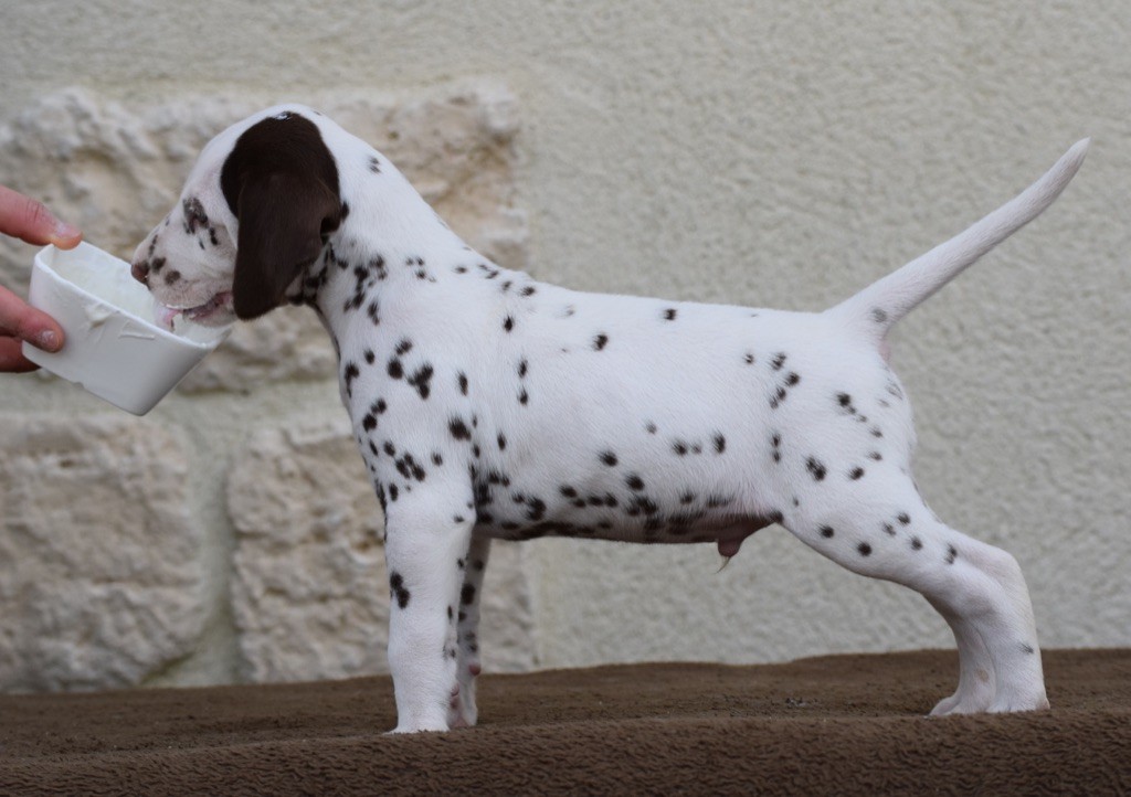 d'une pluie d'été - Dalmatien - Portée née le 04/01/2020